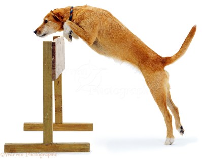 Lakeland Terrier x Border Collie, Tilly, jumping