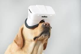 VR dog