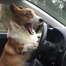 dog driving