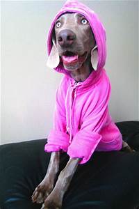 pink dog