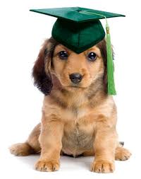 dog graduating