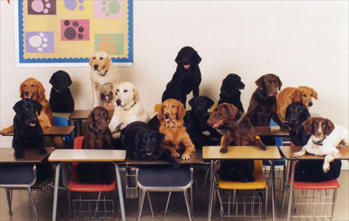 dogs in classroom