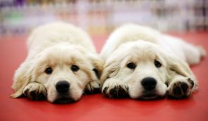 Identical-Twin-dogs-born-a-first