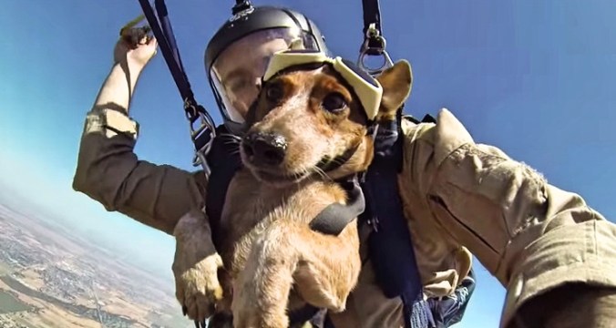 dog parachuting.jpg